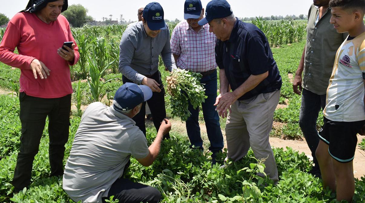 Evergrow and Arab Potash Company Research Team Conduct Field Visits in Menoufia and Ismailia