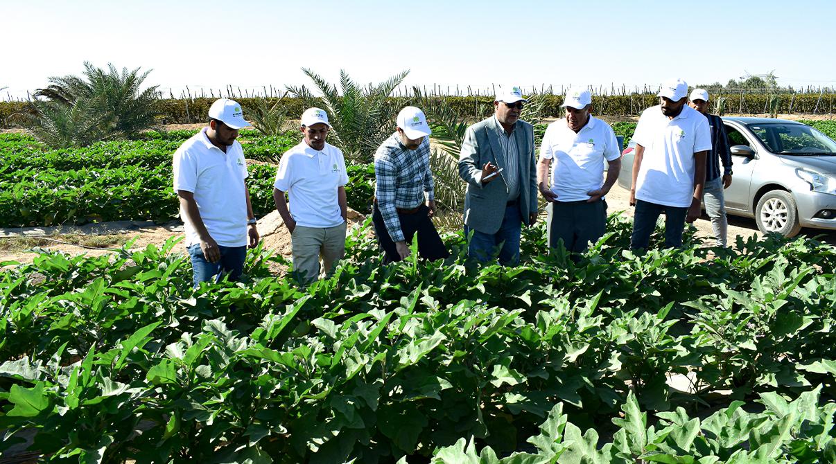 Evergrow and Arab Potash Company Research Team Conduct Field Visits to Optimize Potash Fertilizer Use at Giza, Menoufia and Ismailia