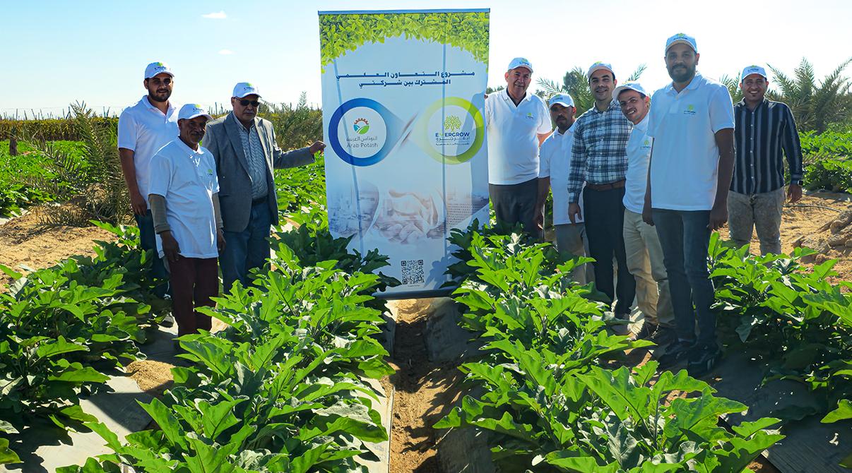 Evergrow and Arab Potash Company Research Team Conduct Field Visits to Optimize Potash Fertilizer Use at Giza, Menoufia and Ismailia