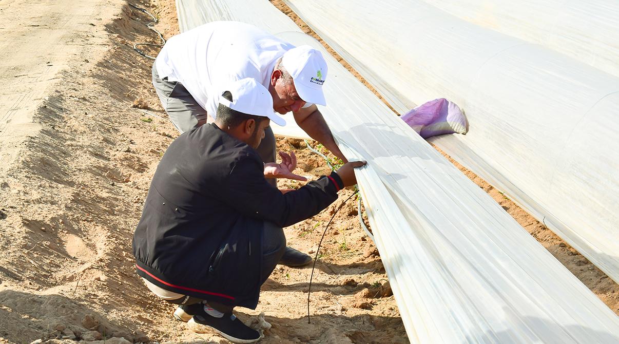 Evergrow and Arab Potash Company Research Team Conduct Field Visits to Optimize Potash Fertilizer Use at Giza, Menoufia and Ismailia