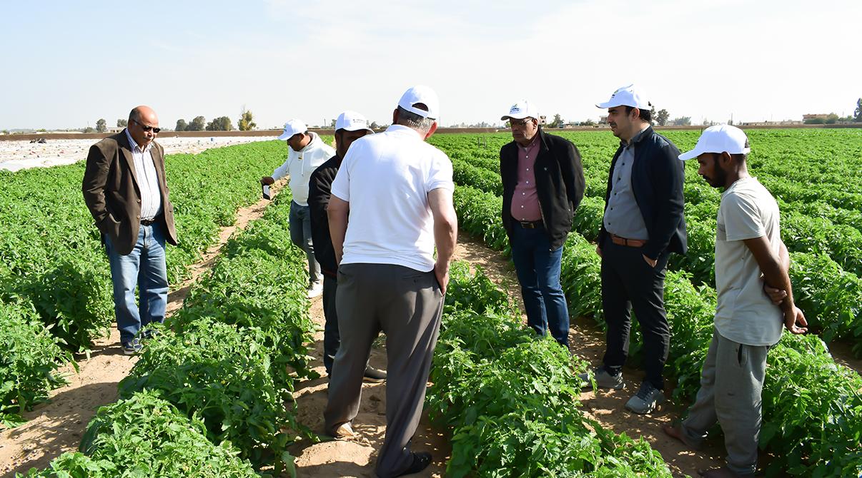 Evergrow and Arab Potash Company Research Team Conduct Field Visits to Optimize Potash Fertilizer Use at Giza, Menoufia and Ismailia