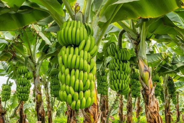 Sulfate of Potash Foliar Spray Effects on Yield, Quality, and Post-Harvest Life of Banana