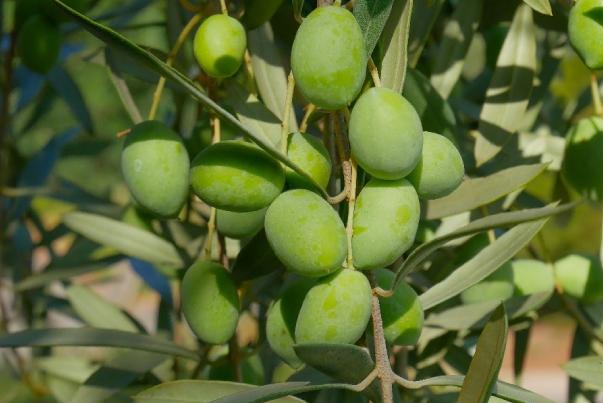 Effect of Using Some Sources of Phosphorus on Flowering, Fruiting and Productivity of Olive Trees