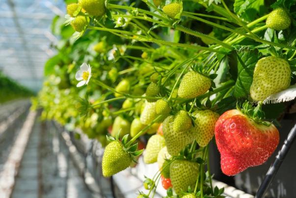 Effect of Potassium Source and Dose on Yield and Quality of Strawberry Fruit